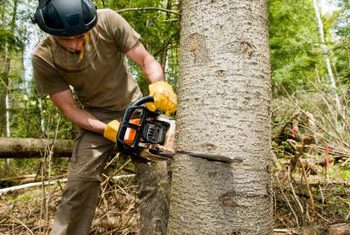 tree-cut-services-hire.jpg